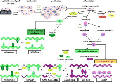 Roles of Parathyroid Hormone-Related Protein (PTHrP) and Its Receptor (PTHR1) in Normal and Tumor Tissues: Focus on Their Roles in Osteosarcoma